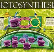 Image result for free biology posters