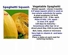 Image result for Buffy Ball Squash