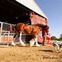 Image result for Budweiser: Clydesdales in new york