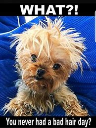 Image result for Funny Bad Hair Day Quotes