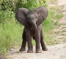 Image result for Real Baby Elephant