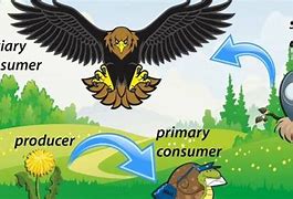 Image result for Consumer Ecosystem