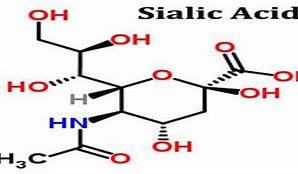 Image result for Sialic Acid Diagram
