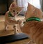 Image result for Funny Kitty Pics