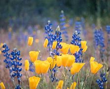 Image result for Show Low AZ Wildflowers