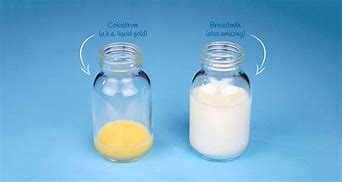 Image result for colostrum