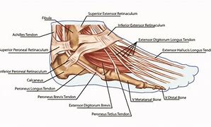 Image result for Foot Anatomy