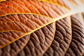 Image result for Texture Element of Design Photography