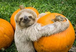 Image result for Pet Sloth