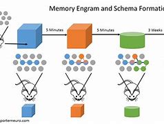 Image result for Memory Formation