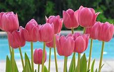 tulipani fiori fiori tulipano fiori delle piante tulipani fiori fiori tulipano fiori delle piante