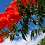 Image result for Fatsia japonica