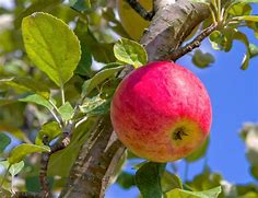 Image result for Small Apple On Tree Aus