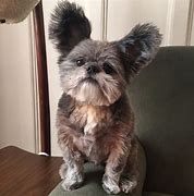 Image result for Ewok Dog Meme