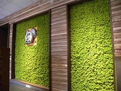 Image result for Indoor Moss Wall at Home