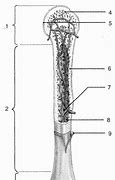 Image result for Long Bone Structure