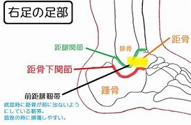 Image result for 距骨