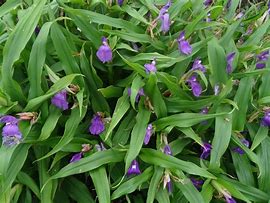 Image result for Roscoea auriculata