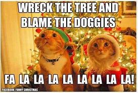 Image result for Pretty Cat Memes