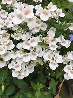 Image result for DIASCIA WHITE