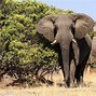 Image result for Elephant Look Like