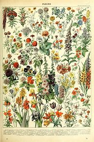 Image result for Daisy Botanical Illustration