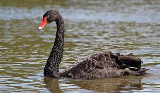 Image result for Australian Black Swan