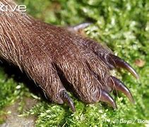 Image result for Hedgehog Feet