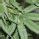 Image result for White Powder Weed Bud