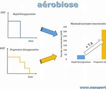 Image result for aerobiisis