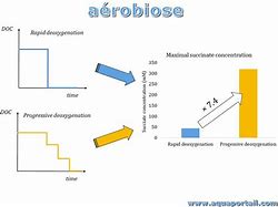 Image result for aerobuosis