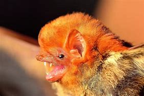 Image result for Pygmy Fruit Bat