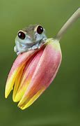 Image result for Cute Adorable Frog