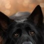 Image result for Dog Wallpaper HD
