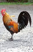 Image result for Coq Bankiva