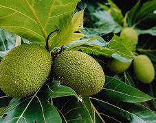 Image result for Breadfruit