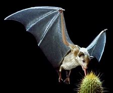 Image result for Greater Long-Nosed Bat