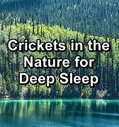 Image result for Cricket Nature Sounds