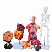 Image result for Human Anatomy Models for Students
