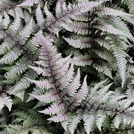 Image result for Athyrium niponicum Wildwood Twister