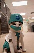 Image result for Surgery by Cat Meme Anesthesia