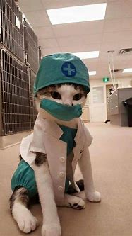 Image result for Surgery Cat Meme