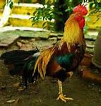 Image result for Coq Bankiva