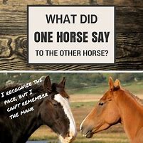 Image result for Horse Racing Humor