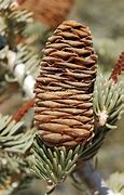 Image result for Abies concolor Scooter