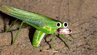 Image result for Crickets Insect Funny Wearing Country