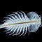 Image result for Live Brine Shrimp