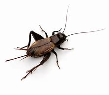 Image result for Cricket the Insect