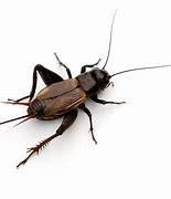 Image result for Cricket Insect