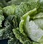Image result for Cabbage